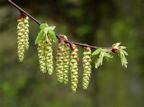 Hornbeam Catkins Fresh Catkins On Ancient Hornbeams In Hat Flickr