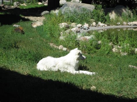 fun: Funny wolf images