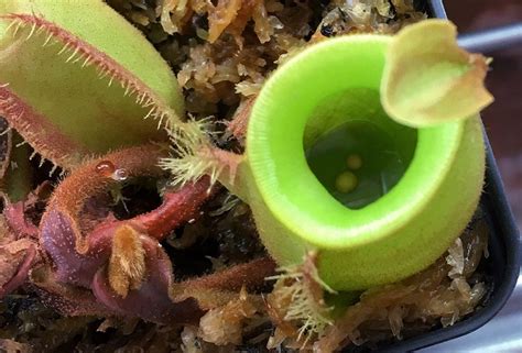 What To Feed Carnivorous Plants Alternative Food Sources Curious Plant