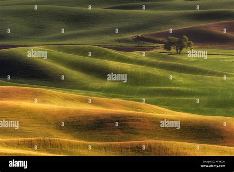 Sun Set Light At Steptoe Butte Washington The Beautiful Scene Of