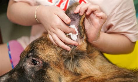 Dog Ear Cleaning Essential Tips For Health And Wellness