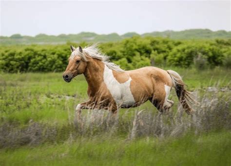 Pin de Summer Kozisek en Pinto Horse | Animales