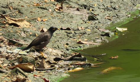 Common Mynah Project Noah