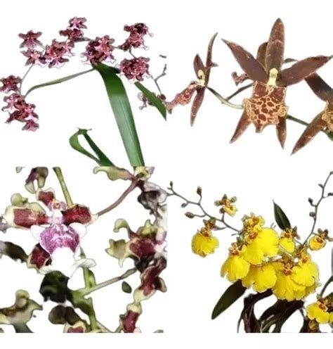 Pacote 4 Mudas De Orquidea Oncidium Lindas Brinde Parcelamento Sem