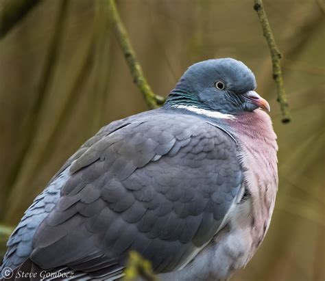 Wood Pigeon Fluffed Up Wood Pigeon Fluffed Up 321 Flickr