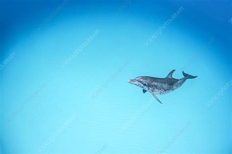 Atlantic Spotted Dolphin Stock Image C058 8220 Science Photo Library