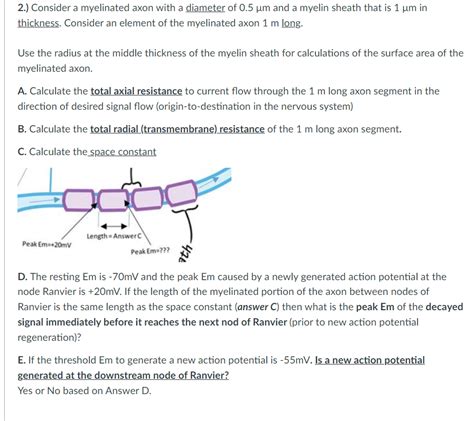 Solved 2.) Consider a myelinated axon with a diameter of \\( | Chegg.com