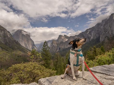 Pet Friendly Hotels Grand Canyon National Park | Pets Animals US