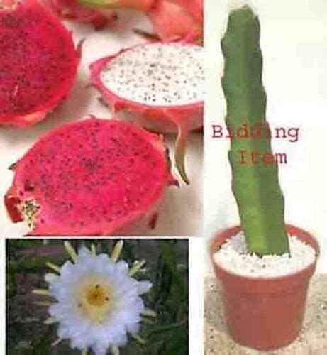 ORCHID CACTUS EPIPHYLLUM Pitaya Dragon Fruit Live Plant EBay