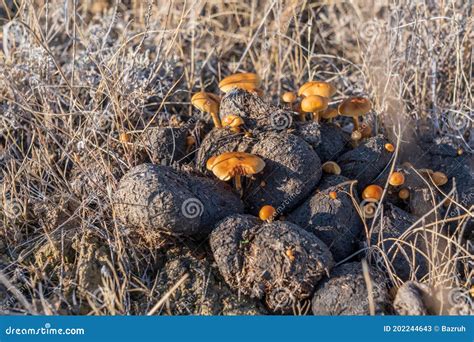 Mushrooms Grow On A Manure Stock Image Image Of Season 202244643