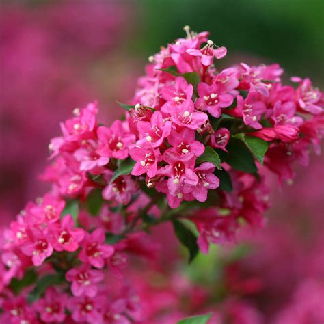 Weigela SONIC BLOOM Pink - Buy Weigela Shrubs Online