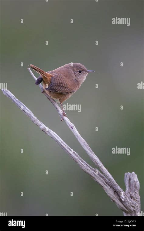 Southern House Wren Troglodytes Musculus Perched On Twig Hotel Las