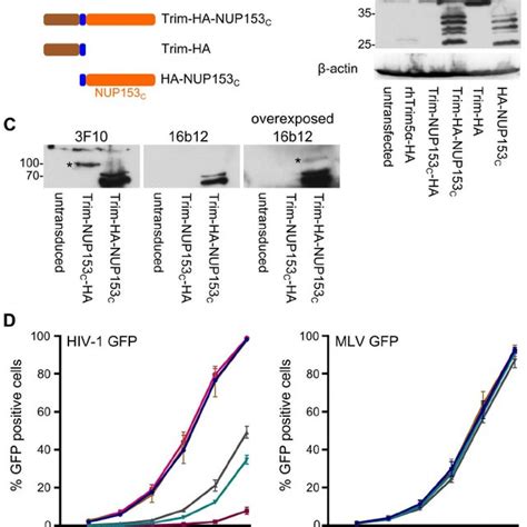 Restriction Of Hiv 1 Infection By Trim5 Nup153 C Fusion Proteins A