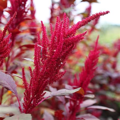 Red Garnet Amaranth Seeds Non Gmo Everwilde Farms