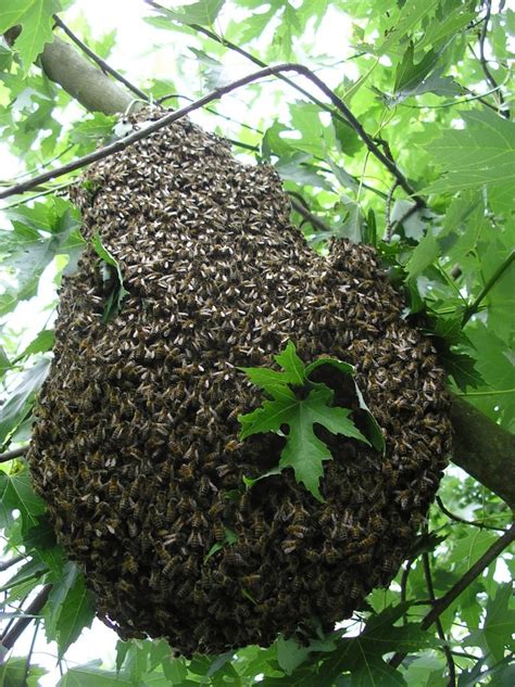 Why we need Bees - Village Matters