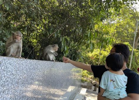 Hundreds Of Monkeys Live At Ba Ria Vung Tau Pagoda DTiNews Dan Tri