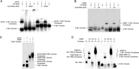 The Bc Domain Binds Specifically To Eif A And Pabp Emsa