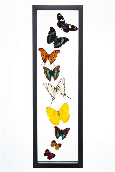 Count Real Glass Framed Butterflies Framed Butterfly Art Butterfly