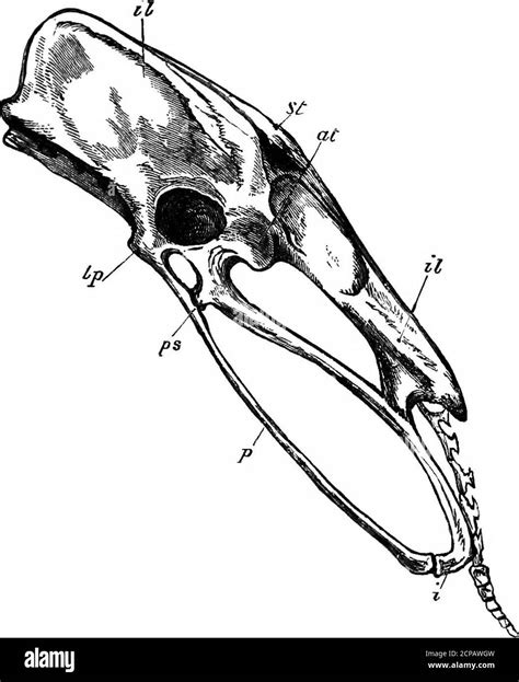 Proceso Coracoides Imágenes de stock en blanco y negro Alamy