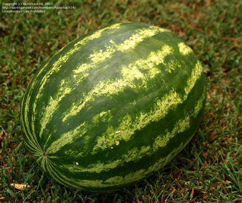 Citrullus; Watermelon