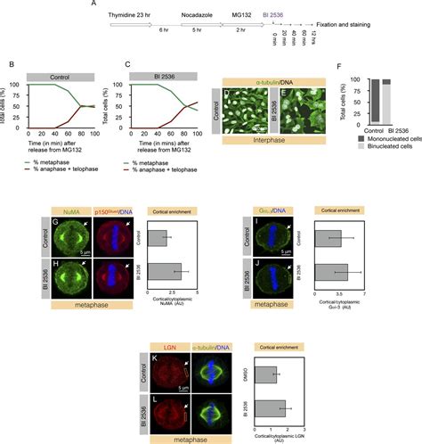 In The Diagram Which Panel Shows Events Occurring During Anaphase