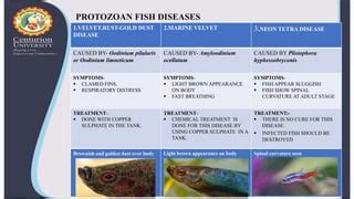 Protozoan Diseases In Fish Pptx