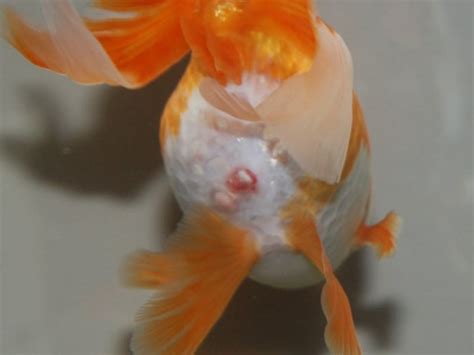 diagnose goldfish symptoms, goldfish emergency 911