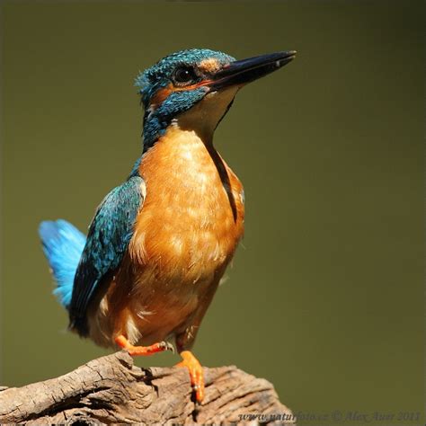 Alcedo Atthis Pictures Common Kingfisher Images Nature Wildlife