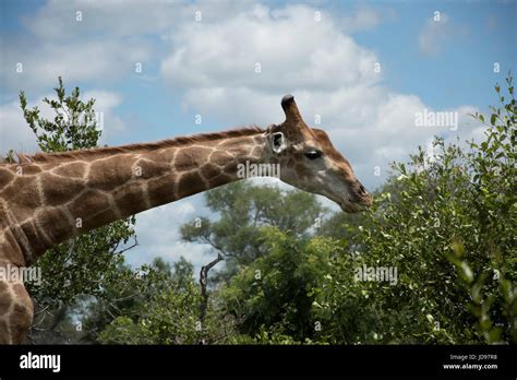 Eating giraffe portrait Stock Photo - Alamy