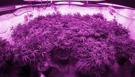 The Best LED Grow Lights for Extraordinary Cannabis – The Chill Bud