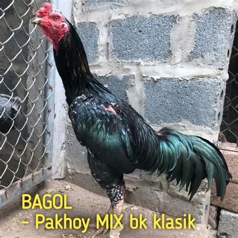 Jual Ayam Bangkok Telur Super Pakhoy Mix Bk Klasik Asli Shopee Indonesia