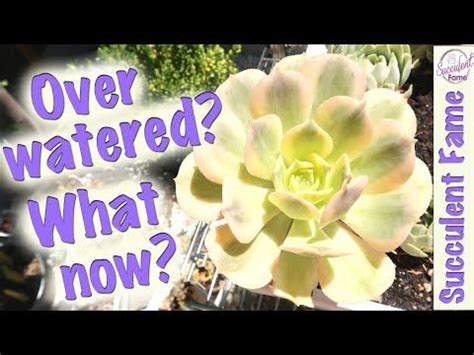 How To Save An Over Watered Succulent Succulents Fat Plants