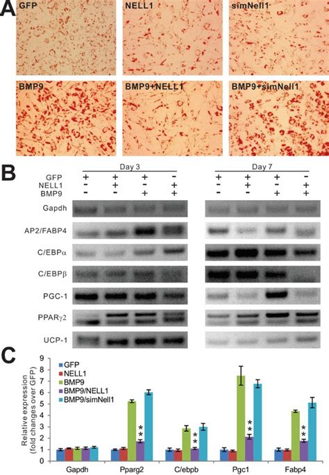 Erratum Notch Signaling Augments Bmp9 Induced Bone Formation By