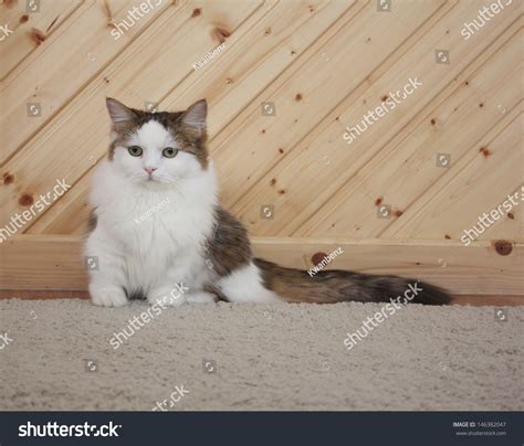 Munchkin Cat Sitting On Floor Stock Photo 146382047 Shutterstock