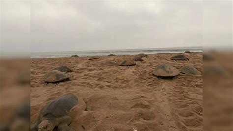 4 92 Lakh Olive Ridley Turtles Crawl To Odisha Coast In Record Nesting