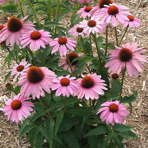 Echinacea Purpurea Prairie