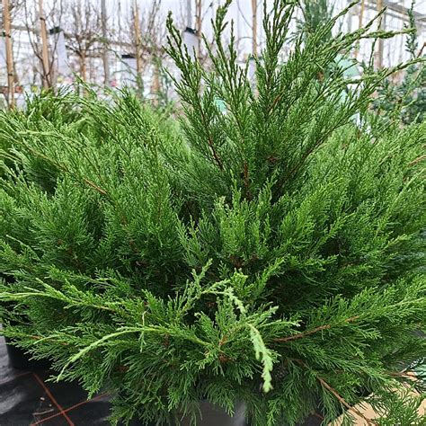 Juniperus Chinensis Mint Julep Find Haveplanter