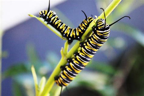 Magnificent Monarch Butterfly Facts You Can T Miss Facts Net