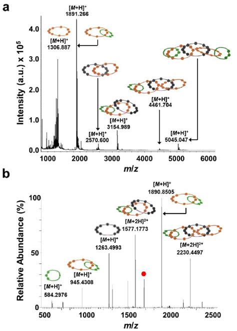 A Maldi Tof Ms Of C With Cyano Hydroxycinnamic Acid Matrix