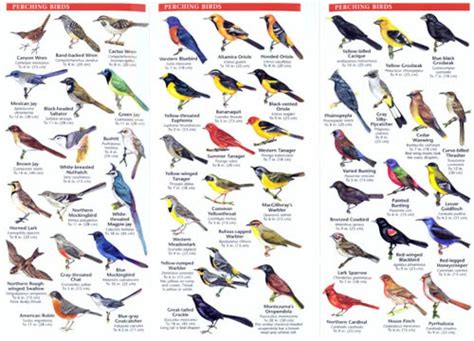 Mexico Birds: An Introduction to Familiar Species | NHBS Field Guides ...