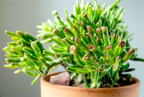 How To Grow And Care For Gollum Jade