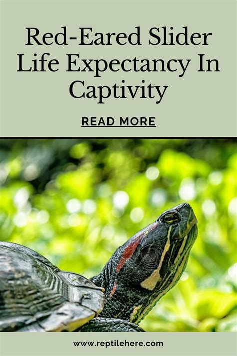 Red Eared Slider Life Expectancy In Captivity