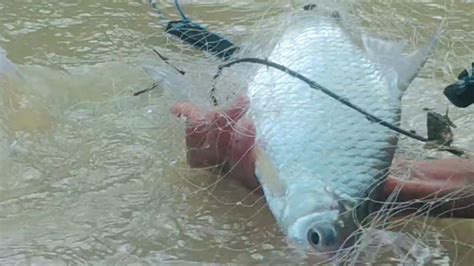 Berburu Ikan Tawes Disungai Kalimantan Hasilnya Joss Youtube