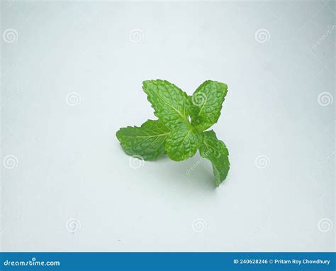 Mint Pudina Leaves On White Background Stock Photo Image Of Pudina