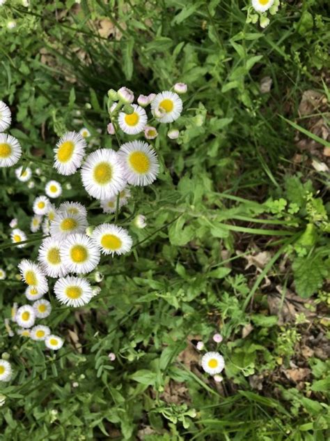 Daisy Fleabane Wildflower is an Edible & Beneficial Plant to Know ...