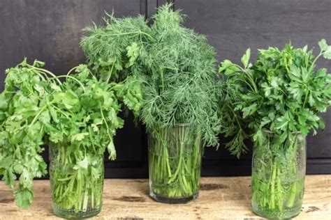 Best Way To Store Fresh Herbs 2 Easy Methods The Mediterranean Dish