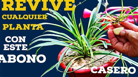 REVIVE Cualquier PLANTA Con Abono CASERO Cura Plantas Enfermas Y Secas