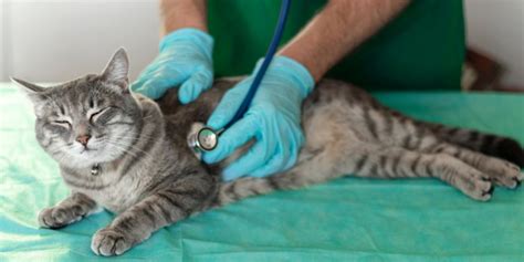 Heartworm Disease in Cats: Causes, Symptoms, and Treatment - Cats.com