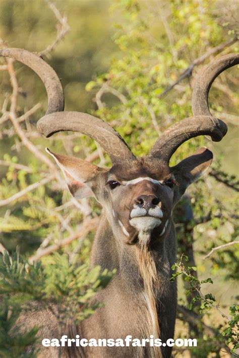 Wild Animals Kenya The Herbivores Of The Savannah Going On Safari