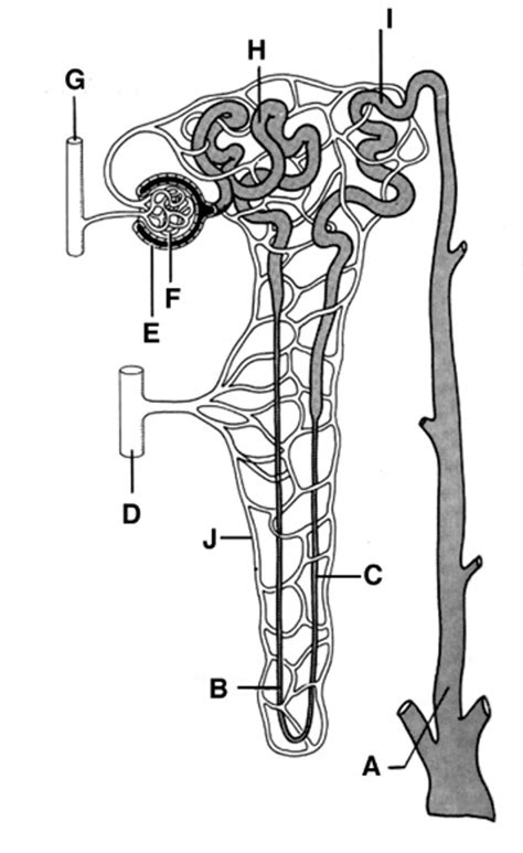 4u Bio Nephron Labelling Diagram Quizlet